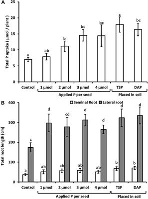 Combining Seed Dressing and Foliar Applications of Phosphorus Fertilizer Can Give Similar Crop Growth and Yield Benefits to Soil Applications Together With Greater Recovery Rates